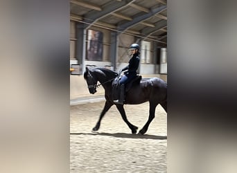 Emma such Reitbeteiligung