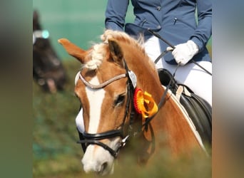 Engagierte Reiterin sucht Reitbeteiligung an einem Pferd