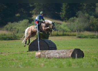 Engels volbloed, Hengst, 12 Jaar, 168 cm, Palomino