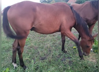 Engels volbloed, Hengst, 1 Jaar, 160 cm, Bruin