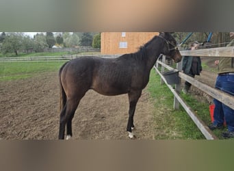 Engels volbloed, Hengst, 1 Jaar, Bruin