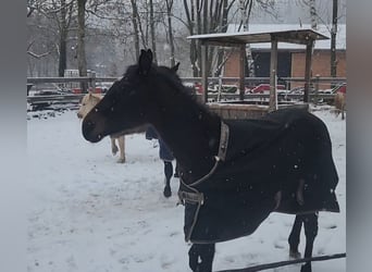 Engels volbloed, Hengst, 1 Jaar, Bruin