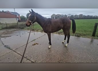 Engels volbloed, Hengst, 1 Jaar, Donkerbruin