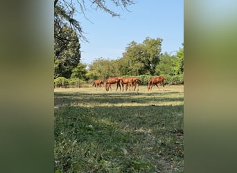 Engels volbloed, Hengst, 1 Jaar, Donkere-vos