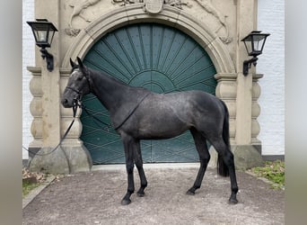 Engels volbloed, Hengst, 3 Jaar, 158 cm, Zwartschimmel