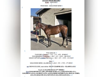 Engels volbloed, Hengst, 3 Jaar, 160 cm, Bruin