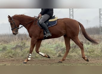 Engels volbloed, Hengst, 3 Jaar, 168 cm, Donkere-vos