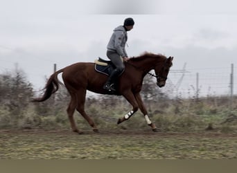 Engels volbloed, Hengst, 3 Jaar, 168 cm, Donkere-vos