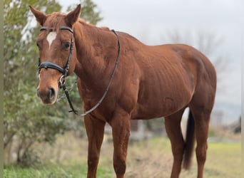 Engels volbloed, Hengst, 3 Jaar, 168 cm, Donkere-vos