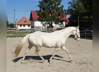 Engels volbloed, Hengst, 4 Jaar, 156 cm, Cremello