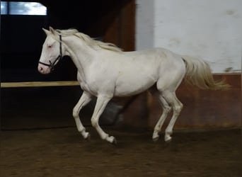 Engels volbloed, Hengst, 4 Jaar, 156 cm, Cremello