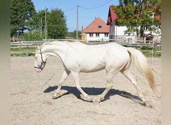 Engels volbloed, Hengst, 4 Jaar, 156 cm, Cremello