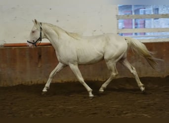 Engels volbloed, Hengst, 4 Jaar, 156 cm, Cremello