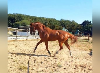 Engels volbloed, Hengst, 4 Jaar, 165 cm, Donkere-vos