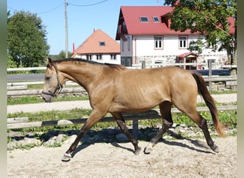 Engels volbloed, Hengst, 5 Jaar, 162 cm, Buckskin