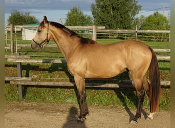 Engels volbloed, Hengst, 5 Jaar, 162 cm, Buckskin