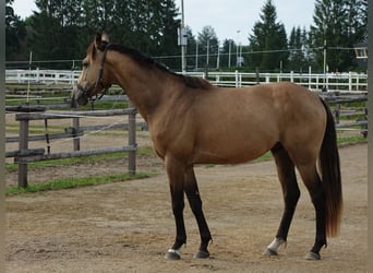 Engels volbloed, Hengst, 5 Jaar, 162 cm, Buckskin