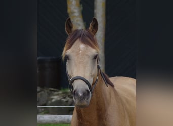 Engels volbloed, Hengst, 5 Jaar, 162 cm, Buckskin