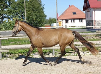 Engels volbloed, Hengst, 5 Jaar, 162 cm, Buckskin