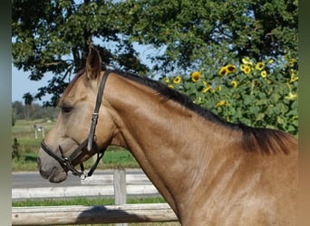 Engels volbloed, Hengst, 5 Jaar, 162 cm, Buckskin