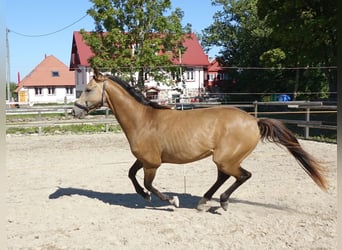 Engels volbloed, Hengst, 5 Jaar, 162 cm, Buckskin