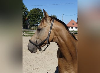 Engels volbloed, Hengst, 5 Jaar, 162 cm, Buckskin
