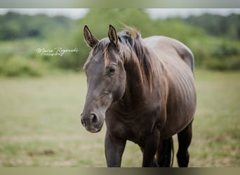 Engels volbloed, Hengst, 5 Jaar, Zwart