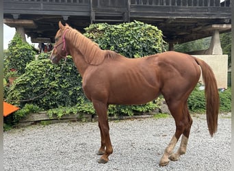 Engels volbloed, Hengst, 10 Jaar, 170 cm, Donkere-vos