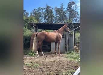 Engels volbloed, Hengst, 10 Jaar, 170 cm, Donkere-vos