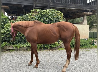 Engels volbloed, Hengst, 10 Jaar, 170 cm, Donkere-vos