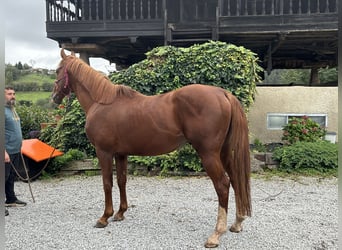 Engels volbloed, Hengst, 10 Jaar, 170 cm, Donkere-vos