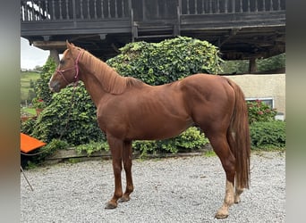 Engels volbloed, Hengst, 10 Jaar, 170 cm, Donkere-vos