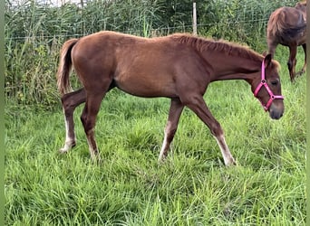 Engels volbloed, Hengst, veulen (03/2024), 165 cm, Donkere-vos