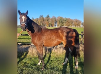 Engels volbloed, Merrie, 11 Jaar, Bruin