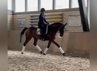 Engels volbloed, Merrie, 12 Jaar, 165 cm, Bruin