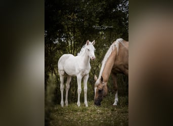 Engels volbloed, Merrie, 14 Jaar, 162 cm, Palomino