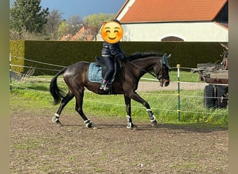 Engels volbloed, Merrie, 18 Jaar, 155 cm, Bruin