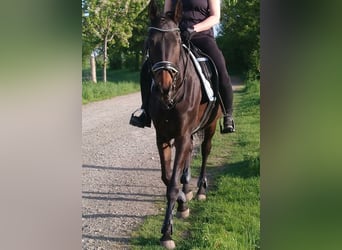 Engels volbloed, Merrie, 18 Jaar, 155 cm, Bruin