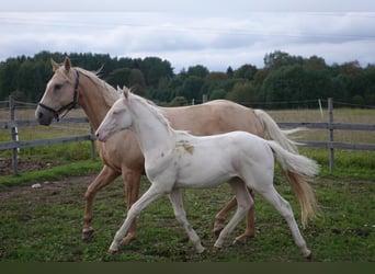 Engels volbloed, Merrie, 18 Jaar, 157 cm, Palomino