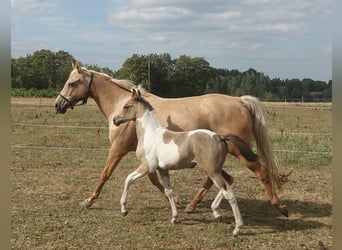 Engels volbloed, Merrie, 18 Jaar, 157 cm, Palomino