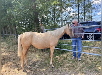 Engels volbloed, Merrie, 1 Jaar, 146 cm, Palomino