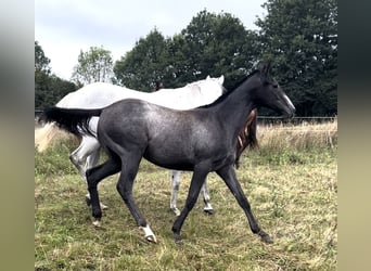 Engels volbloed, Merrie, 1 Jaar, Schimmel