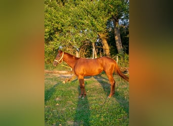 Engels volbloed, Merrie, 3 Jaar, 154 cm, Donkere-vos