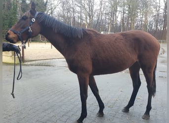 Engels volbloed, Merrie, 3 Jaar, 158 cm, Bruin