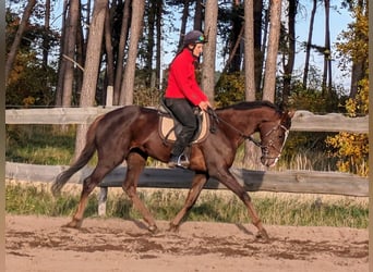 Engels volbloed, Merrie, 3 Jaar, 163 cm, Donkere-vos