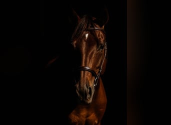 Engels volbloed, Merrie, 3 Jaar, 163 cm, Roodvos Engels volbloed, Merrie, 3 Jaar, 163 cm, Roodvos