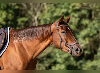 Engels volbloed, Merrie, 3 Jaar, 163 cm, Roodvos Engels volbloed, Merrie, 3 Jaar, 163 cm, Roodvos