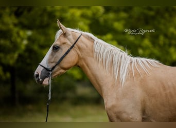 Engels volbloed, Merrie, 4 Jaar, 156 cm, Palomino