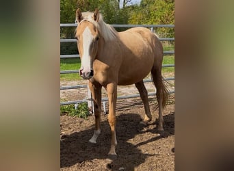 Engels volbloed, Merrie, 4 Jaar, 160 cm, Palomino