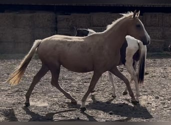 Engels volbloed, Merrie, 4 Jaar, 160 cm, Palomino